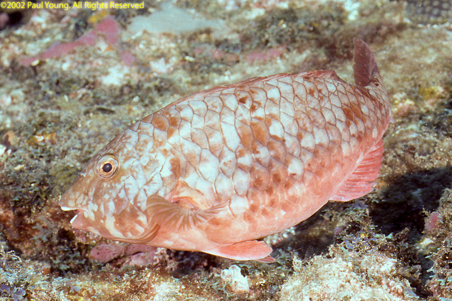 Sao Tome e Principe Photo Gallery